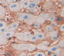 Cell Adhesion Molecule 1 (CADM1) Polyclonal Antibody, Cat#CAU22816 Cell Adhesion Molecule 1 (CADM1) Polyclonal Antibody, Cat#CAU22816