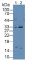 Western Blot; Sample: Lane1: Human Lung lysate; Lane2: Human Liver lysate; Primary Ab: 3µg/mL Rabbit Anti-Human ETFa Antibody; Second Ab: 0.2µg/mL HRP-Linked Caprine Anti-Rabbit IgG Polyclonal Antibody;