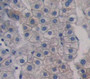 Used in DAB staining on fromalin fixed paraffin- embedded Kidney tissue Used in DAB staining on fromalin fixed paraffin- embedded Kidney tissue