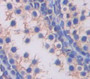 Glucose Transporter 14 (GLUT14) Polyclonal Antibody, Cat#CAU22839 Glucose Transporter 14 (GLUT14) Polyclonal Antibody, Cat#CAU22839