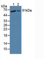 Western Blot; Sample: Lane1: Human Hela Cells; Lane2: Human 293T Cells.