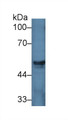 Western Blot; Sample: Porcine Liver lysate; Primary Ab: 2µg/ml Rabbit Anti-Human HGD Antibody Second Ab: 0.2µg/mL HRP-Linked Caprine Anti-Rabbit IgG Polyclonal Antibody Western Blot; Sample: Porcine Liver lysate; Primary Ab: 2µg/ml Rabbit Anti-Human HGD Antibody Second Ab: 0.2µg/mL HRP-Linked Caprine Anti-Rabbit IgG Polyclonal Antibody
