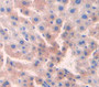 Used in DAB staining on fromalin fixed paraffin- embedded Kidney tissue Used in DAB staining on fromalin fixed paraffin- embedded Kidney tissue