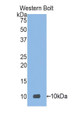 Western Blot; Sample: Recombinant protein. Western Blot; Sample: Recombinant protein.