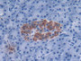 DAB staining on IHC-P; Samples: Human Pancreas Tissue; Primary Ab: 30µg/ml Rabbit Anti-Human DEFa3 Antibody Second Ab: 2µg/mL HRP-Linked Caprine Anti-Rabbit IgG Polyclonal Antibody DAB staining on IHC-P; Samples: Human Pancreas Tissue; Primary Ab: 30µg/ml Rabbit Anti-Human DEFa3 Antibody Second Ab: 2µg/mL HRP-Linked Caprine Anti-Rabbit IgG Polyclonal Antibody