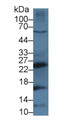 Western Blot; Sample: Human MCF7 cell lysate; Primary Ab: 3µg/ml Rabbit Anti-Mouse CTSG Antibody Second Ab: 0.2µg/mL HRP-Linked Caprine Anti-Rabbit IgG Polyclonal Antibody Western Blot; Sample: Human MCF7 cell lysate; Primary Ab: 3µg/ml Rabbit Anti-Mouse CTSG Antibody Second Ab: 0.2µg/mL HRP-Linked Caprine Anti-Rabbit IgG Polyclonal Antibody