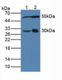 Western Blot; Sample: Lane1: Human MCF7 Cells; Lane2: Porcine Brain Tissue.