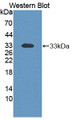 Western Blot; Sample: Recombinant protein. Western Blot; Sample: Recombinant protein.