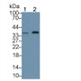 Western Blot; Sample: Lane1: Human Hela cell lysate; Lane2: Human K562 cell lysate; Primary Ab: 1µg/mL Rabbit Anti-Human TCEA1 Antibody; Second Ab: 0.2µg/mL HRP-Linked Caprine Anti-Rabbit IgG Polyclonal Antibody; Western Blot; Sample: Lane1: Human Hela cell lysate; Lane2: Human K562 cell lysate; Primary Ab: 1µg/mL Rabbit Anti-Human TCEA1 Antibody; Second Ab: 0.2µg/mL HRP-Linked Caprine Anti-Rabbit IgG Polyclonal Antibody;