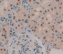 Used in DAB staining on fromalin fixed paraffin- embedded kidney tissue Used in DAB staining on fromalin fixed paraffin- embedded kidney tissue