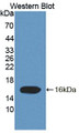Western Blot; Sample: Recombinant protein. Western Blot; Sample: Recombinant protein.