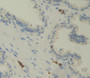Used in DAB staining on fromalin fixed paraffin- embedded Kidney tissue Used in DAB staining on fromalin fixed paraffin- embedded Kidney tissue