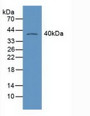 Western Blot; Sample: Mouse Heart Tissue.