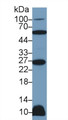 Western Blot; Sample: Rat Heart lysate; Primary Ab: 2µg/ml Rabbit Anti-Human TNFSF12 Antibody Second Ab: 0.2µg/mL HRP-Linked Caprine Anti-Rabbit IgG Polyclonal Antibody Western Blot; Sample: Rat Heart lysate; Primary Ab: 2µg/ml Rabbit Anti-Human TNFSF12 Antibody Second Ab: 0.2µg/mL HRP-Linked Caprine Anti-Rabbit IgG Polyclonal Antibody