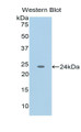 Western Blot; Sample: Recombinant protein. Western Blot; Sample: Recombinant protein.