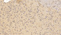 DABstainingonIHC-P.Samples:MouseTissue) DABstainingonIHC-P.Samples:MouseTissue)