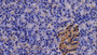 DAB staining on IHC-P; Samples: Porcine Pancreas Tissue; Primary Ab: 20μg/ml Rabbit Anti-Human TNFRSF21 Antibody Second Ab: 2µg/mL HRP-Linked Caprine Anti-Rabbit IgG Polyclonal Antibody DAB staining on IHC-P; Samples: Porcine Pancreas Tissue; Primary Ab: 20μg/ml Rabbit Anti-Human TNFRSF21 Antibody Second Ab: 2µg/mL HRP-Linked Caprine Anti-Rabbit IgG Polyclonal Antibody