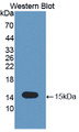 Western Blot; Sample: Recombinant protein. Western Blot; Sample: Recombinant protein.