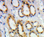 DAB staining on fromalin fixed paraffin- embedded Kidney tissue) DAB staining on fromalin fixed paraffin- embedded Kidney tissue)