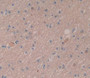 Dipeptidyl Peptidase 6 (DPP6) Polyclonal Antibody, Cat#CAU23002