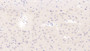DABstainingonIHC-P.Samples:RatTissue)