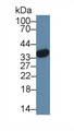 Western Blot; Sample: Human Hela cell lysate; Primary Ab: 3µg/ml Rabbit Anti-Mouse HMG20B Antibody Second Ab: 0.2µg/mL HRP-Linked Caprine Anti-Rabbit IgG Polyclonal Antibody Western Blot; Sample: Human Hela cell lysate; Primary Ab: 3µg/ml Rabbit Anti-Mouse HMG20B Antibody Second Ab: 0.2µg/mL HRP-Linked Caprine Anti-Rabbit IgG Polyclonal Antibody