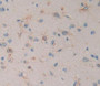 Used in DAB staining on fromalin fixed paraffin- embedded brain tissue Used in DAB staining on fromalin fixed paraffin- embedded brain tissue