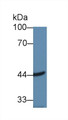 Western Blot; Sample: Human Hela cell lysate; Primary Ab: 1µg/ml Rabbit Anti-Mouse ACAA2 Antibody Second Ab: 0.2µg/mL HRP-Linked Caprine Anti-Rabbit IgG Polyclonal Antibody Western Blot; Sample: Human Hela cell lysate; Primary Ab: 1µg/ml Rabbit Anti-Mouse ACAA2 Antibody Second Ab: 0.2µg/mL HRP-Linked Caprine Anti-Rabbit IgG Polyclonal Antibody