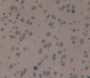 Used in DAB staining on fromalin fixed paraffin- embedded brain tissue Used in DAB staining on fromalin fixed paraffin- embedded brain tissue