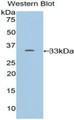 Western Blot; Sample: Recombinant protein. Western Blot; Sample: Recombinant protein.