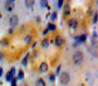 Used in DAB staining on fromalin fixed paraffin-embedded Kidney tissue