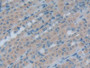DAB staining on IHC-P; Samples: Rat Intestine Tissue; Primary Ab: 20µg/ml Rabbit Anti-Rat HSPH1 Antibody Second Ab: 2µg/mL HRP-Linked Caprine Anti-Rabbit IgG Polyclonal Antibody DAB staining on IHC-P; Samples: Rat Intestine Tissue; Primary Ab: 20µg/ml Rabbit Anti-Rat HSPH1 Antibody Second Ab: 2µg/mL HRP-Linked Caprine Anti-Rabbit IgG Polyclonal Antibody
