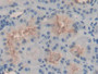 DAB staining on IHC-P; Samples: Human Kidney Tissue) DAB staining on IHC-P; Samples: Human Kidney Tissue)