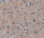 Heat Shock 70kDa Binding Protein 1 (HSPBP1) Polyclonal Antibody, Cat#CAU23301 Heat Shock 70kDa Binding Protein 1 (HSPBP1) Polyclonal Antibody, Cat#CAU23301