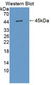Western Blot; Sample: Recombinant protein. Western Blot; Sample: Recombinant protein.