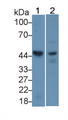 Western Blot; Sample: Lane1: Mouse Heart lysate; Lane2: Human K562 cell lysate; Primary Ab: 1µg/mL Rabbit Anti-Human CSNK1d Antibody; Second Ab: 0.2µg/mL HRP-Linked Caprine Anti-Rabbit IgG Polyclonal Antibody; Western Blot; Sample: Lane1: Mouse Heart lysate; Lane2: Human K562 cell lysate; Primary Ab: 1µg/mL Rabbit Anti-Human CSNK1d Antibody; Second Ab: 0.2µg/mL HRP-Linked Caprine Anti-Rabbit IgG Polyclonal Antibody;