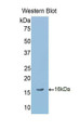 Western Blot; Sample: Recombinant protein. Western Blot; Sample: Recombinant protein.