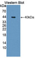 Western Blot; Sample: Recombinant protein. Western Blot; Sample: Recombinant protein.