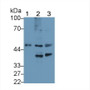 Western Blot; Sample: Lane1: Rat Cerebrum lysate; Lane2: Hela cell lysate; Lane3: U87MG cell lysate; Primary Ab: 1µg/ml Rabbit Anti-Rat FEz2 Antibody; Second Ab: 0.2µg/mL HRP-Linked Caprine Anti-Rabbit IgG Polyclonal Antibody; Western Blot; Sample: Lane1: Rat Cerebrum lysate; Lane2: Hela cell lysate; Lane3: U87MG cell lysate; Primary Ab: 1µg/ml Rabbit Anti-Rat FEz2 Antibody; Second Ab: 0.2µg/mL HRP-Linked Caprine Anti-Rabbit IgG Polyclonal Antibody;