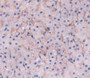 Used in DAB staining on fromalin fixed paraffin- embedded adrenal gland tissue Used in DAB staining on fromalin fixed paraffin- embedded adrenal gland tissue