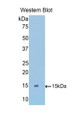 Western Blot; Sample: Recombinant protein. Western Blot; Sample: Recombinant protein.