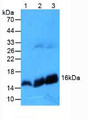 Western Blot; Sample. Lane1: Mouse Brain Tissue; Lane2: Mouse Heart Tissue; Lane3: Mouse Liver Tissue. Western Blot; Sample. Lane1: Mouse Brain Tissue; Lane2: Mouse Heart Tissue; Lane3: Mouse Liver Tissue.