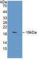 Western Blot; Sample: Recombinant CA12, Rat. Western Blot; Sample: Recombinant CA12, Rat.