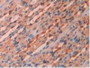 DAB staining on IHC-P; Samples: Rat Stomach Tissue DAB staining on IHC-P; Samples: Rat Stomach Tissue