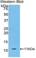 Western Blot; Sample: Recombinant protein. Western Blot; Sample: Recombinant protein.
