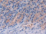 DAB staining on IHC-P; Samples: Rat Stomach Tissue)