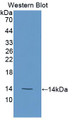 Western Blot; Sample: Recombinant protein.