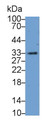 Western Blot; Sample: K562 cell lysate; Primary Ab: 1μg/ml Rabbit Anti-Human CTSH Antibody; Second Ab: 0.2µg/mL HRP-Linked Caprine Anti-Rabbit IgG Polyclonal Antibody; Western Blot; Sample: K562 cell lysate; Primary Ab: 1μg/ml Rabbit Anti-Human CTSH Antibody; Second Ab: 0.2µg/mL HRP-Linked Caprine Anti-Rabbit IgG Polyclonal Antibody;