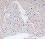 Cathepsin B (CTSB) Polyclonal Antibody, Cat#CAU23713 Cathepsin B (CTSB) Polyclonal Antibody, Cat#CAU23713