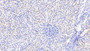 DAB staining on IHC-P; Samples: Human Kidney Tissue;  Primary Ab: 20μg/ml Rabbit Anti-Human PDGFC Antibody Second Ab: 2µg/mL HRP-Linked Caprine Anti-Rabbit IgG Polyclonal Antibody 